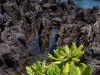 Beach-Succulant-at-Waters-Rocky-Edge