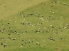 Cattle-from-the-Sky