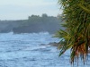 Edge-of-Tree-with-Crashing-Waves-in-Background