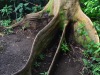 Hawaii-Tropical-Bioreserve-and-Garden-Bacurubu-Tree-from-Brazil-Roots