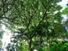 Hawaii-Tropical-Bioreserve-and-Garden-Canopy-View