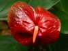 Hawaii-Tropical-Bioreserve-and-Garden-Hawaiian-Red-Anthurium