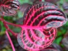 Hawaii-Tropical-Bioreserve-and-Garden-Iresine-Herbstii