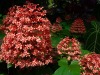 Hawaii-Tropical-Bioreserve-and-Garden-Pagoda-Flower