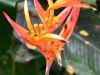 Hawaii-Tropical-Bioreserve-and-Garden-Parrots-Beak