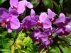 Hawaii-Tropical-Bioreserve-and-Garden-Purple-Moth-Orchid