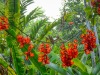 Hawaii-Tropical-Bioreserve-and-Garden-Scarlet-Jade-Vine