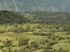 Kohala-Coast-Landscape-of-Spaced-Trees