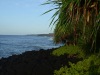 Plants-Grow-on-Volcanic-Coast