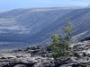 Volcanos-National-Park-Flora-on-Lava-Flow-Overlooking-Ocean