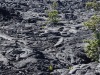 Volcanos-National-Park-Flora-on-Lava-Flow