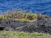 Volcanos-National-Park-Flora-on-Lava-at-Edge-of-Ocean