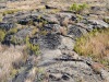 Volcanos-National-Park-Grass-Grows-Over-Lava-Flow-1