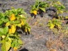 Volcanos-National-Park-Green-and-Yellow-Leafs-on-Lava