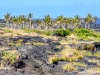 Volcanos-National-Park-Palm-Trees-on-Lava