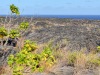 Volcanos-National-Park-Plants-on-Lava