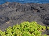 Volcanos-National-Park-Succulant-on-Rocky-Coast