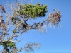 Volcanos-National-Park-Tree-That-Grows-on-Lava