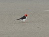 Yellow-Billed-Cardinal